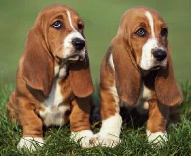 basset