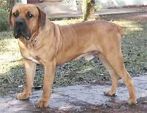 cachorro-Boerboel