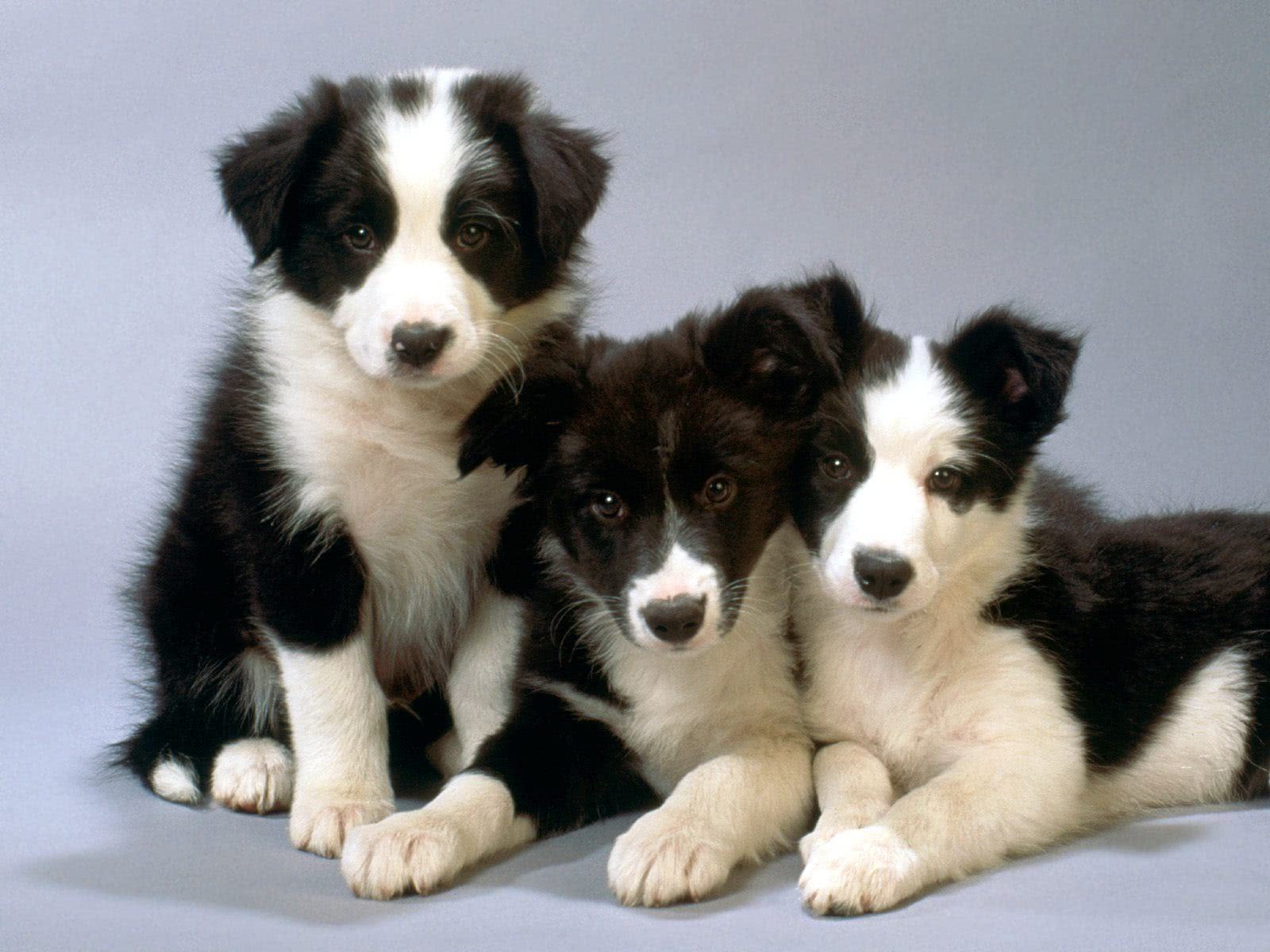 cachorro-border-collie