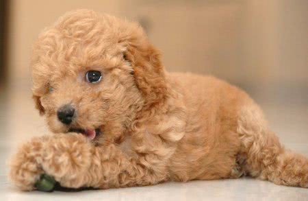 cachorro-poodle