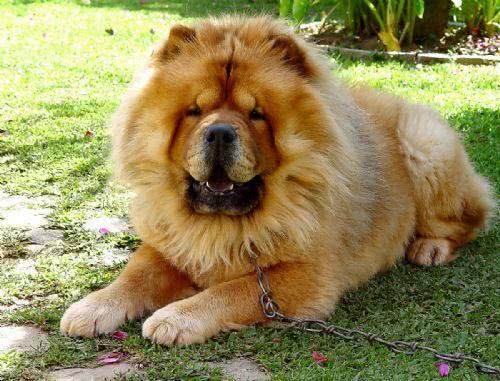 chow-chow