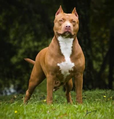 pit-bull-raca